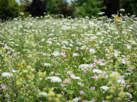 Łąka polnych kwiatów w Parku Hassów